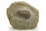 Detailed Proetid (Gerastos) Trilobite Fossil - Morocco #325832-3